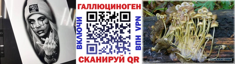 Купить где  Мамадыш  Галлюциногенные грибы Psilocybine cubensis 
